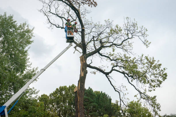 Best Commercial Tree Services  in Reedspt, OR